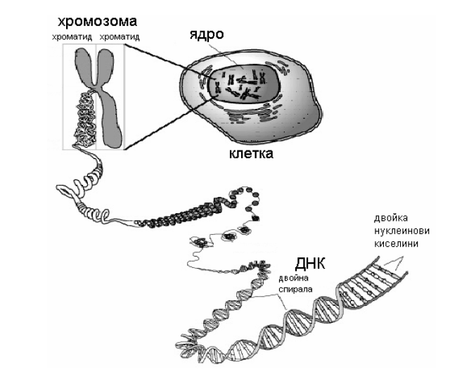 Genetic Algorithms-Image1.png