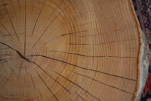 A picture of an old tree.