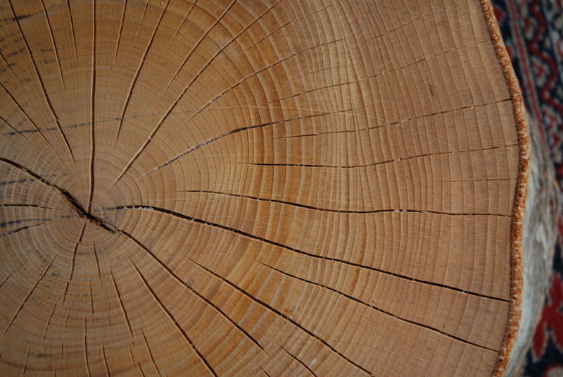 Файл:Tree.jpg